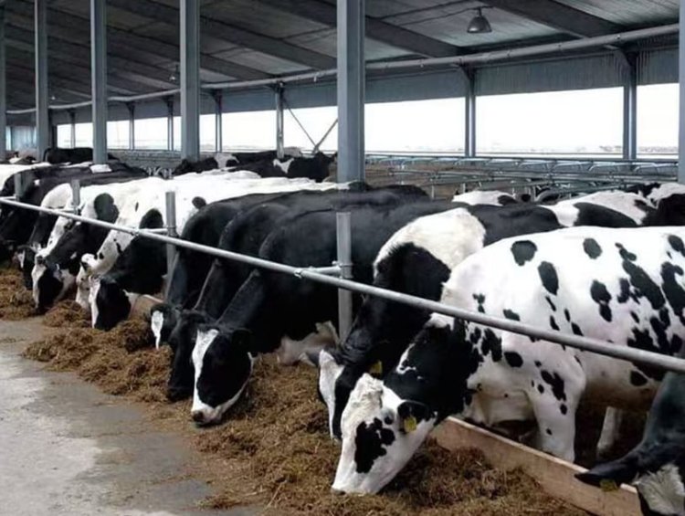 Custom Steel Cow Shed | Prefab Cattle Farm Building with Ventilation (Saudi Arabia, UAE)
