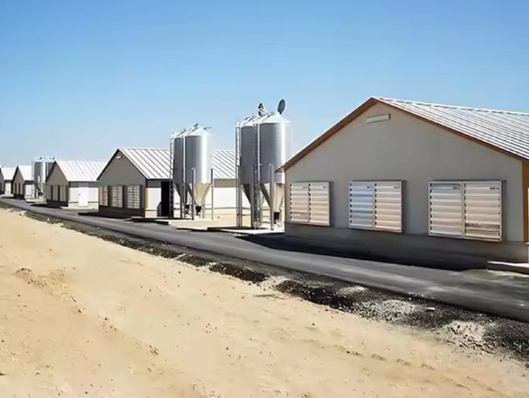 Automatic Ventilation Steel Poultry Breeding Farm Shed (Custom Color Available)