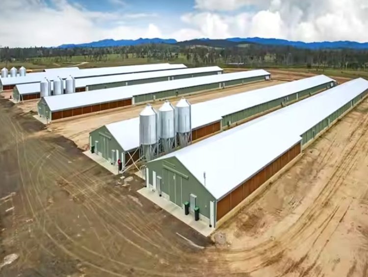 Prefabricated Steel Structure Poultry House | Commercial Chicken House for Middle East & Africa