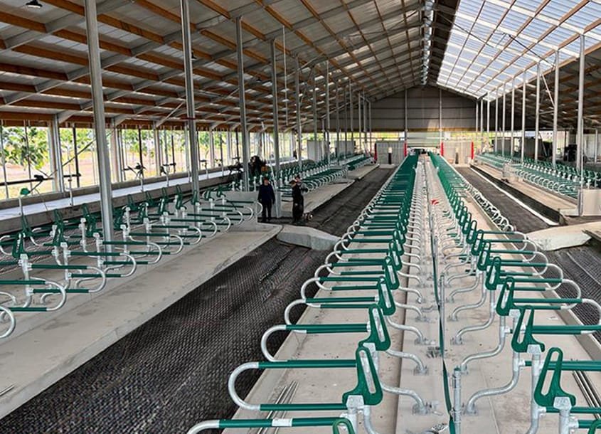 未标题-1_0003_steel-cow-shed-dairy-farm-2 (3)
