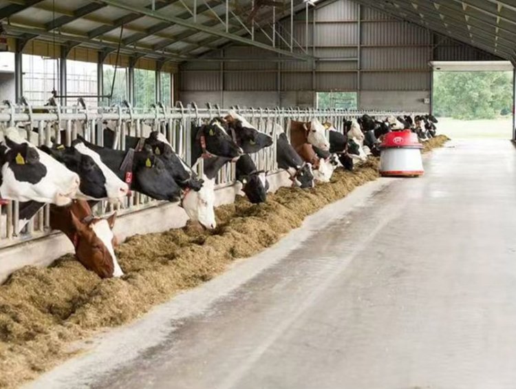 Prefab Steel Structure Cattle Barn | Commercial Livestock Farm Shed Hot Sale Middle East Africa