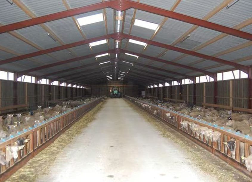 未标题-1_0002_steel-sheep-barn-1 (3)