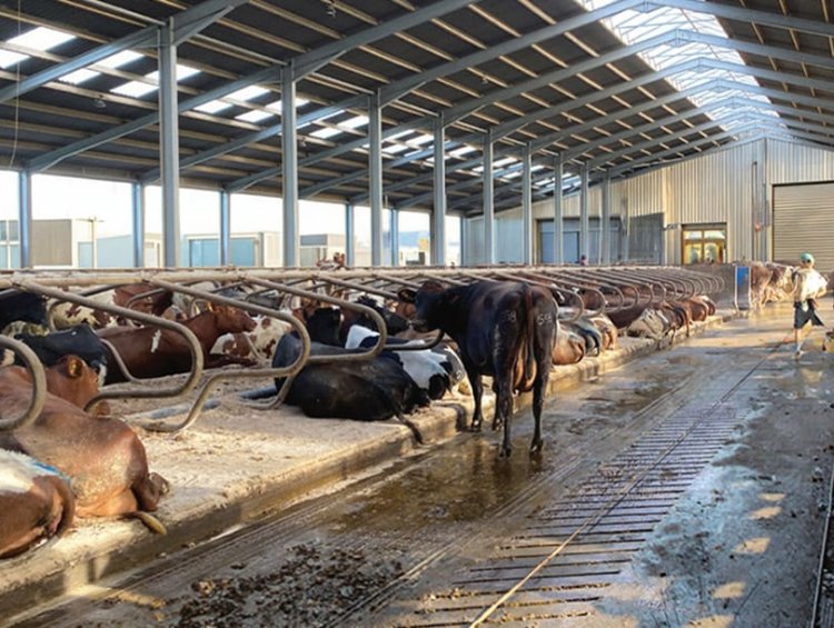 Prefabricated Steel Structure Cow Shed | Commercial Cattle Barn for Middle East & Africa