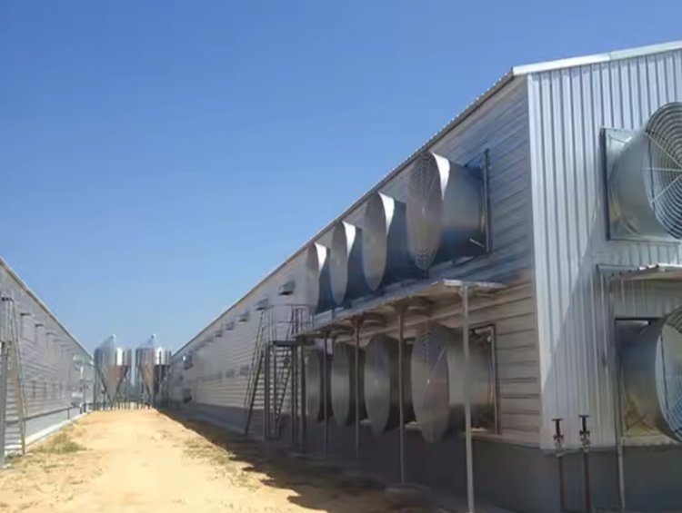 Clear-Span Steel Structure Poultry House | Fast-Install Chicken House