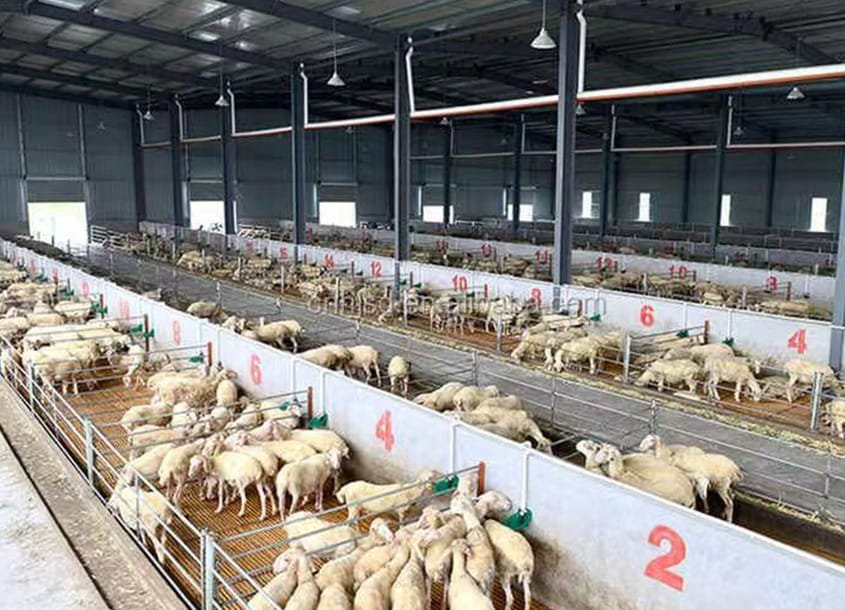 未标题-1_0001_steel-sheep-barn-1 (2)