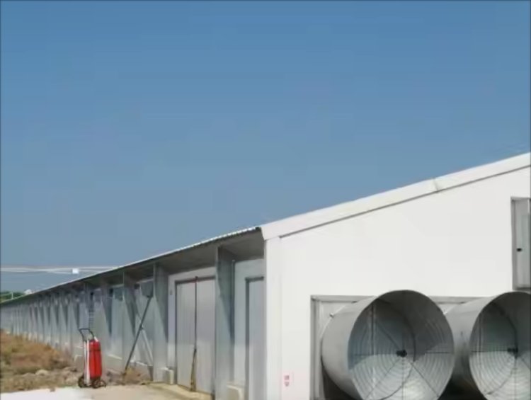 Broiler Steel Chicken House Automatic Feeding System | Complete Poultry Farm Equipment