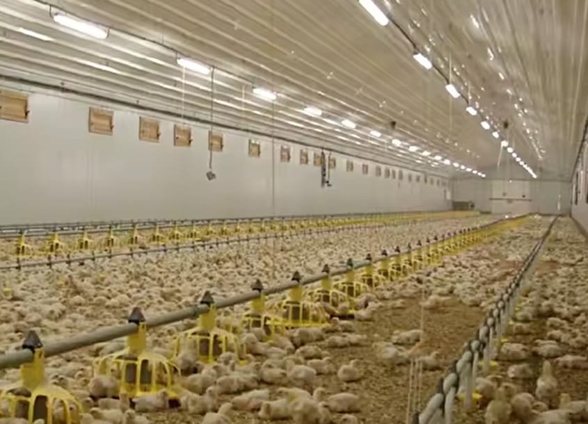 未标题-1_0001_steel-chicken-house-12 (2)