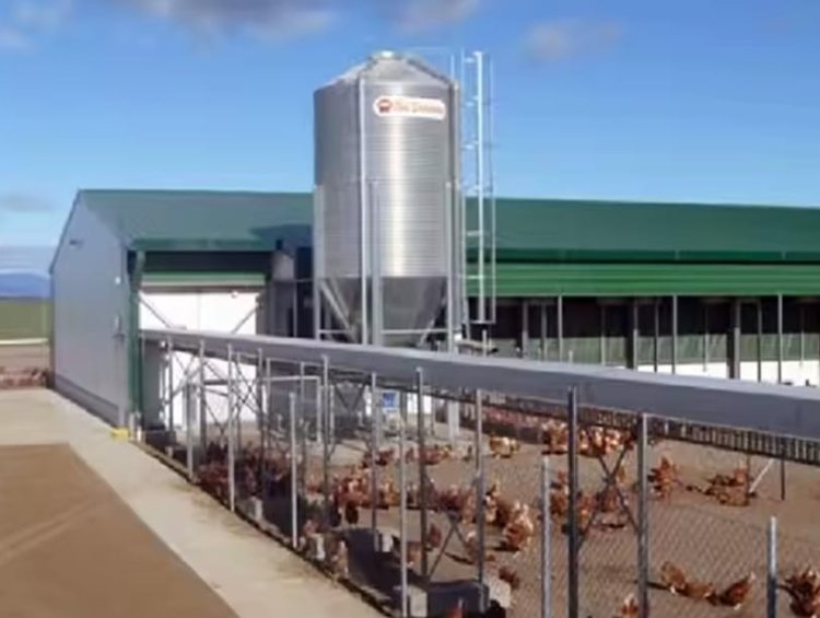 Light Steel Poultry House | Commercial Chicken Raising & Breeding Husbandy House
