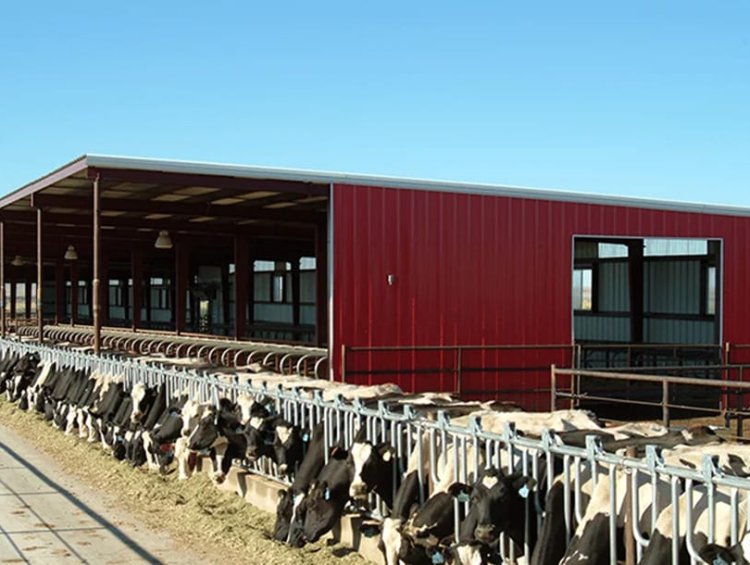 Prefab Steel Structure Cow Shed Cattle Dairy Farm Shed