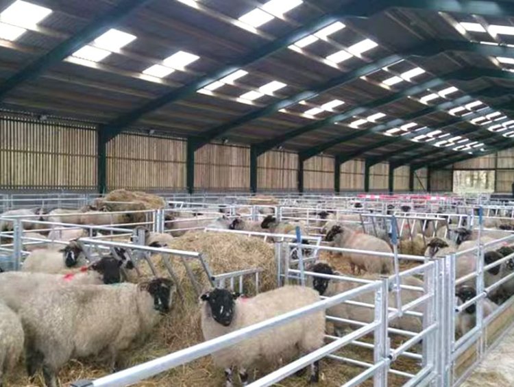 Prefab Steel Structure Sheep Barn | Commercial Livestock Farm Shed Hot Sale Middle East Africa