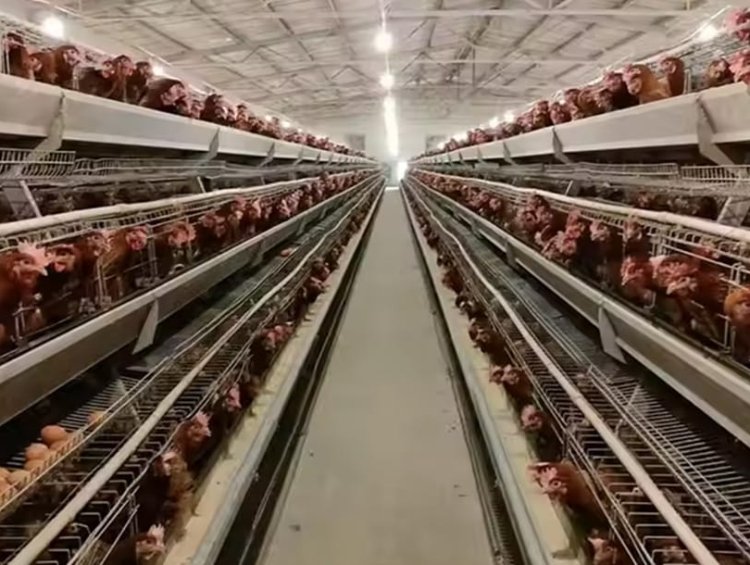Corrosion-Resistant Steel Poultry House | Coastal & Arid Region Chicken House