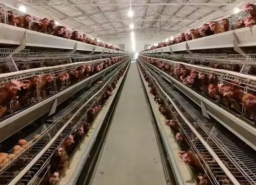 未标题-1_0000_steel-chicken-house-10 (1)