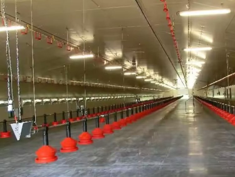 Large-Span Steel Poultry House | Custom Chicken Farm for High-Volume Breeding