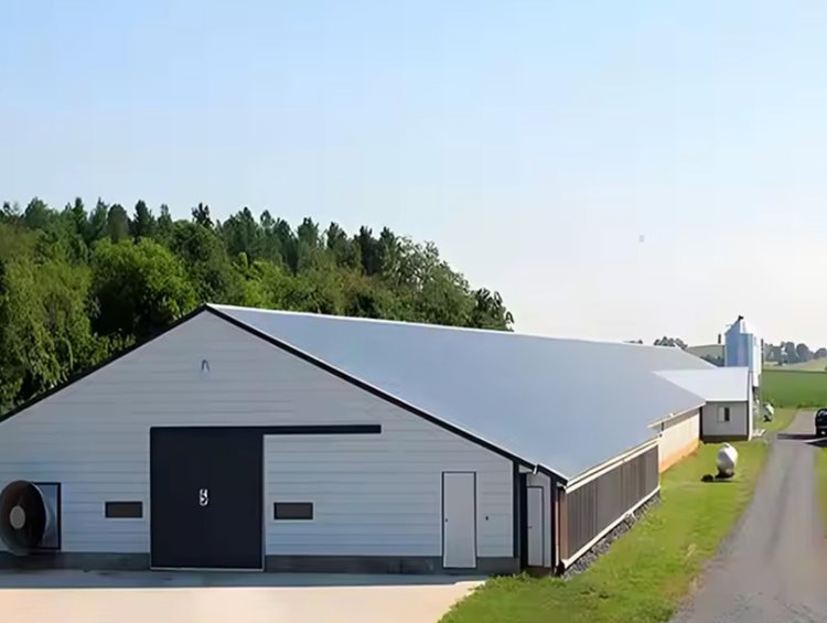 Modular Steel Structure Poultry House | Low-Cost Chicken Farm Solution