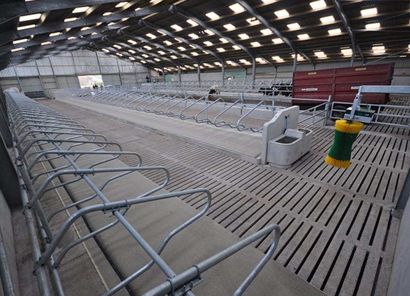 未标题-1_0003_steel-cow-shed-dairy-farm-1 (4)