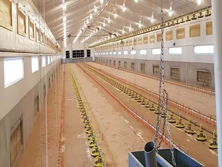 All-in-One Steel Structure Poultry House | Breeding & Feeding Combined Chicken House