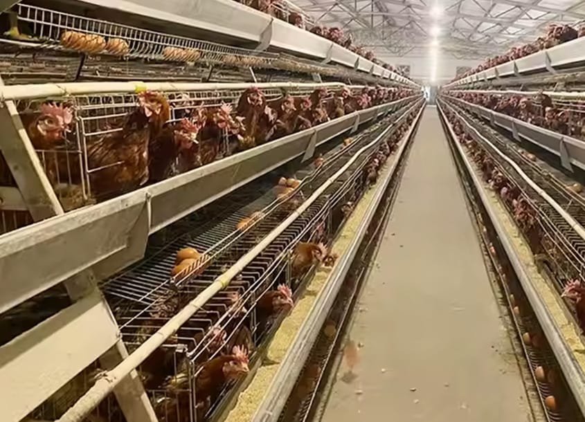 未标题-1_0001_steel-chicken-house-10 (2)