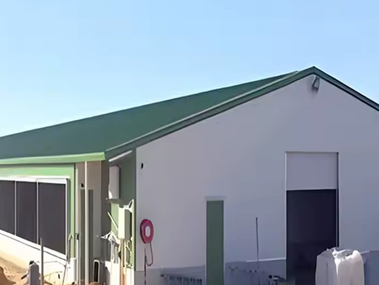 Prefabricated Steel Poultry House with Ventilation | Industrial Chicken Breeding Center