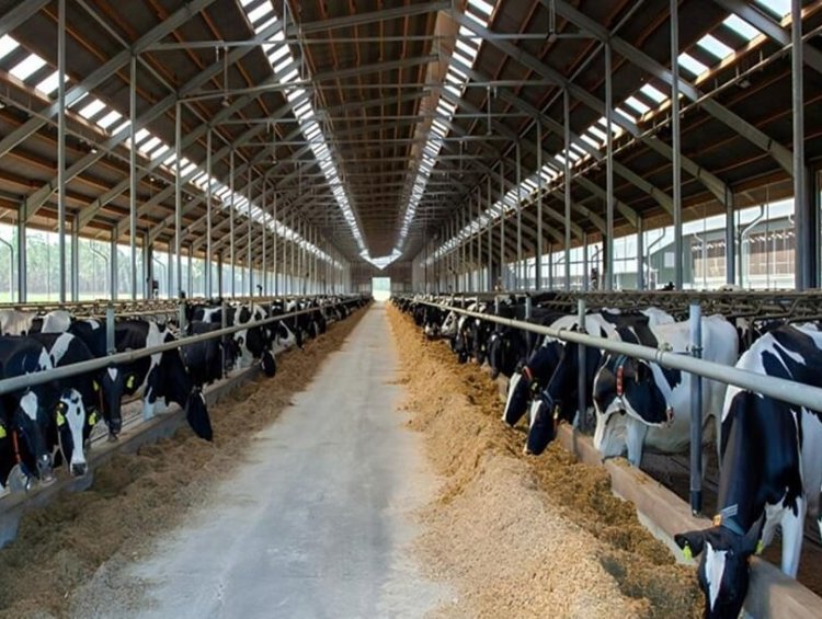 Prefab Steel Structure Cattle Barn | Commercial Livestock Farm Shed Hot Sale Middle East Africa